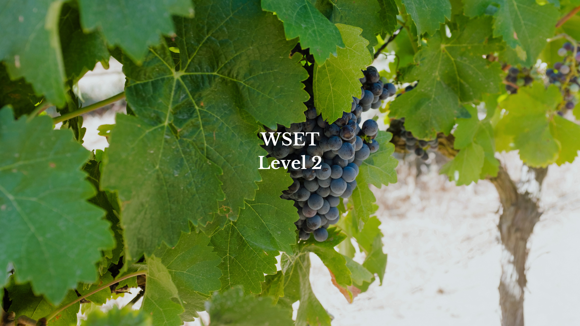 WSET 2 Alentejo