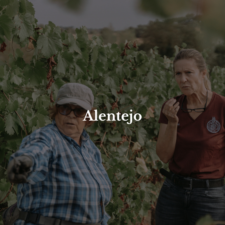 wine courses in Portugal Alentejo
