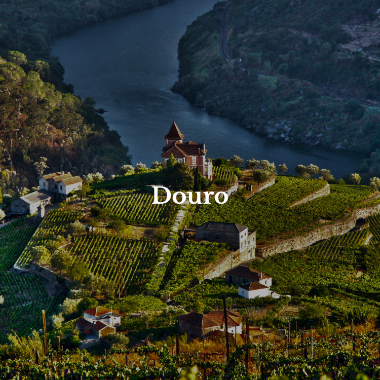 wine courses in Portugal - Douro