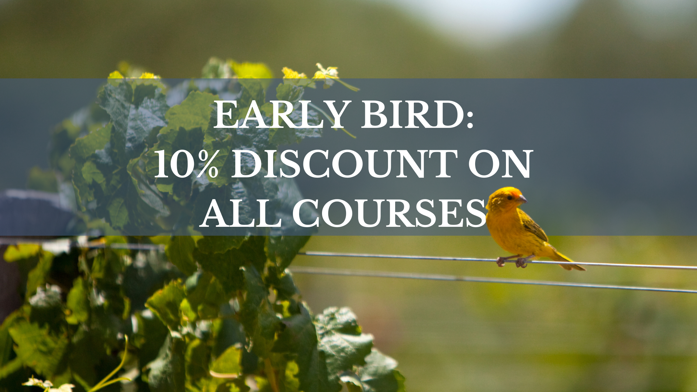 discount on WSET courses in Portugal